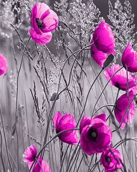 Partner Соло 11764V8