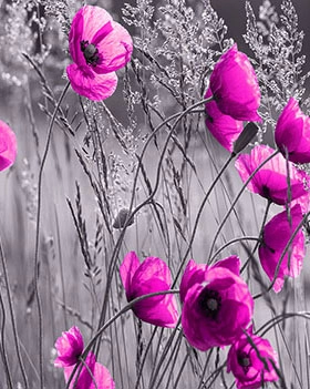 Partner Соло 11764V8