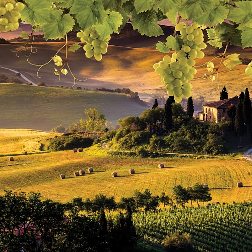 Partner Соло 2331P8